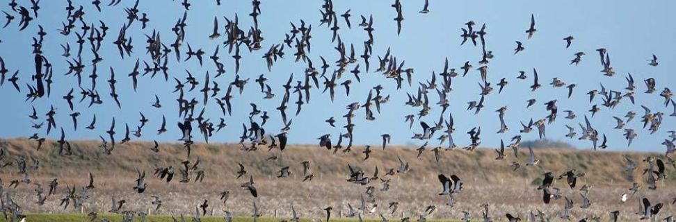 Ecology and Wildlife Conservation IFY